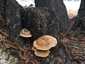 Nyár-fagomba (Lentinus tigrinus), Duna-part